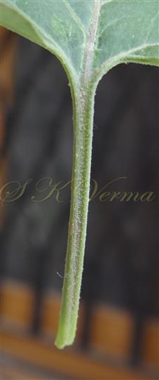  Petiole with adaxial groove
